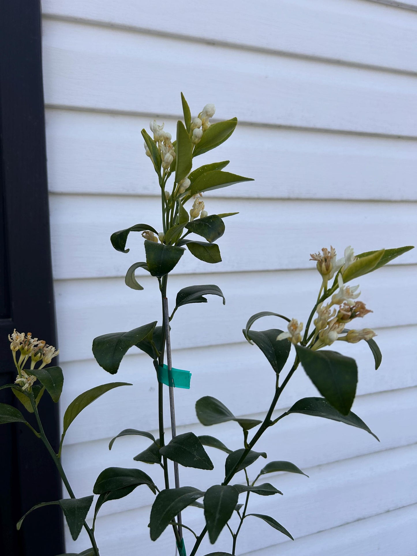 One Gallon Thomasville Citrangequat