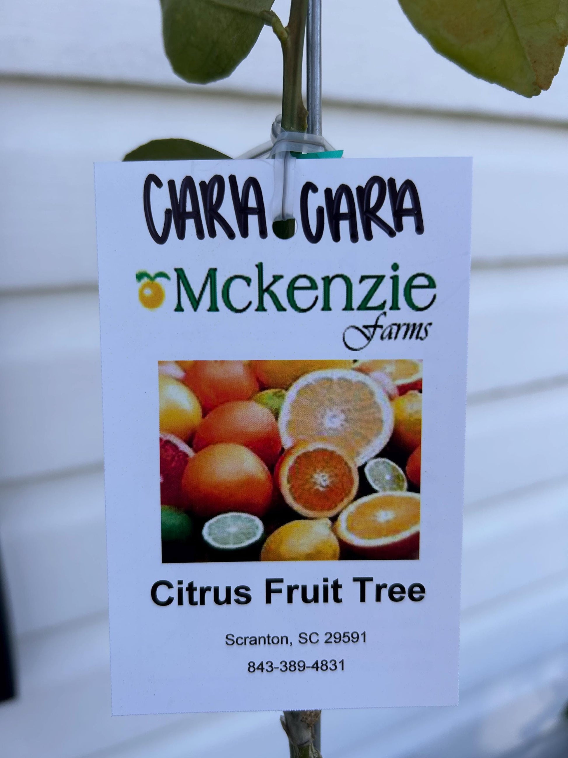 1 Gallon Cara Cara Red Navel