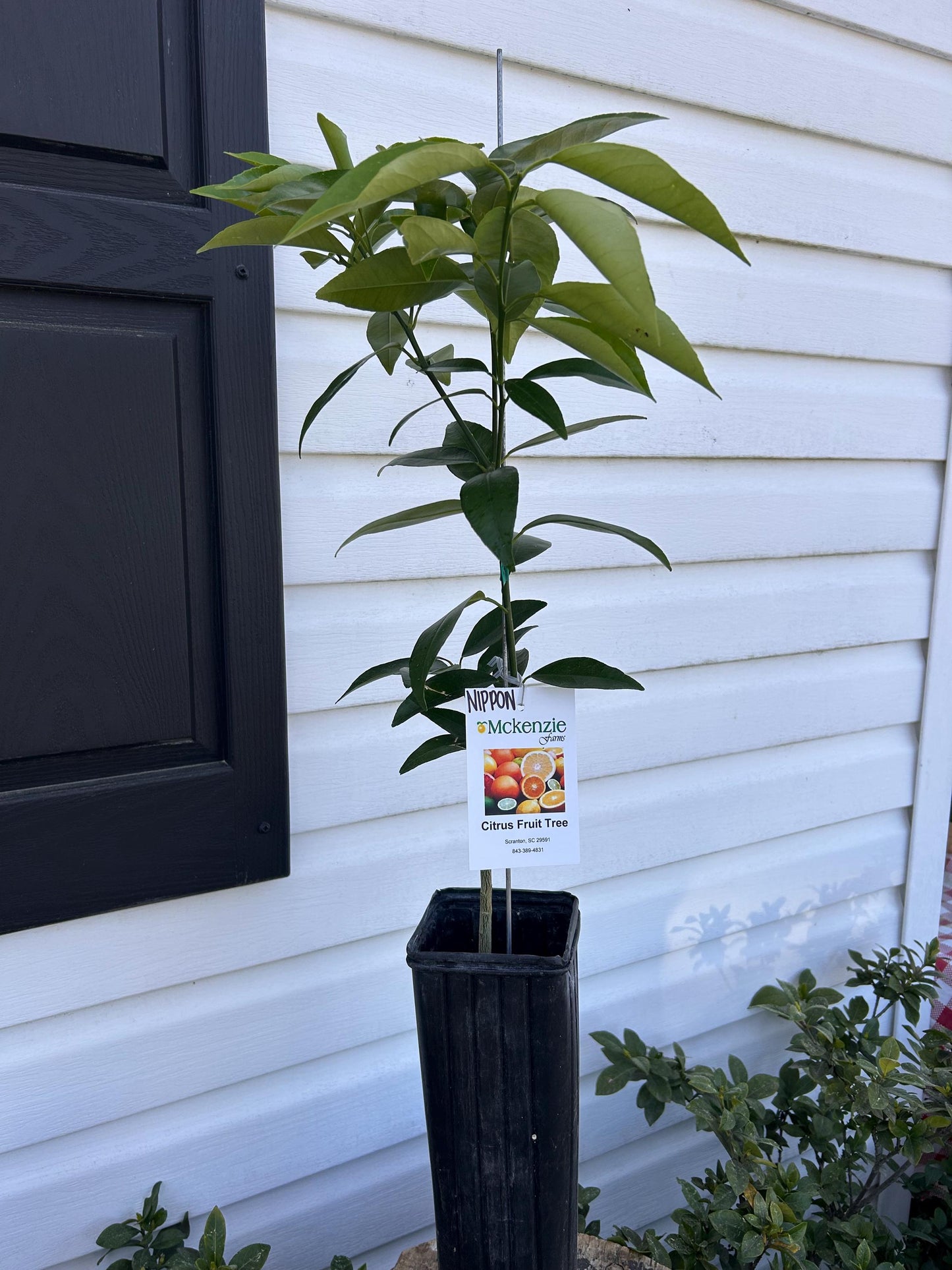 1 Gallon Nippon Orangequat