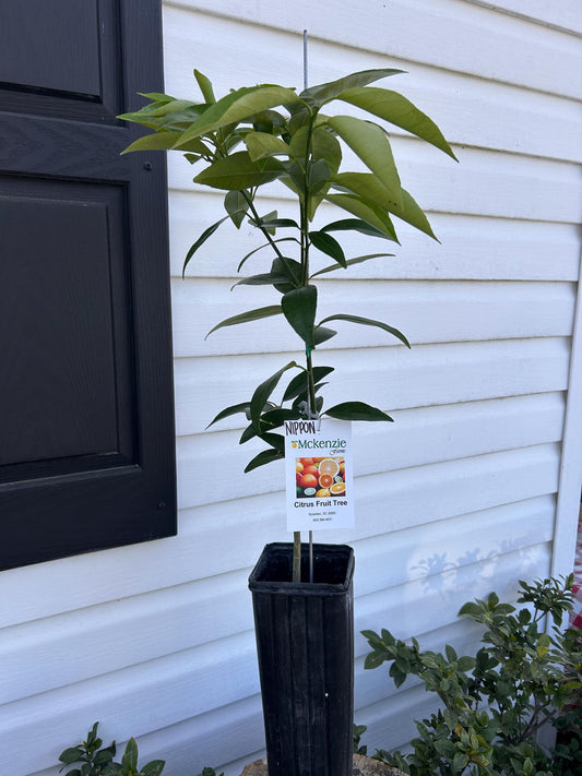 1 Gallon Nippon Orangequat