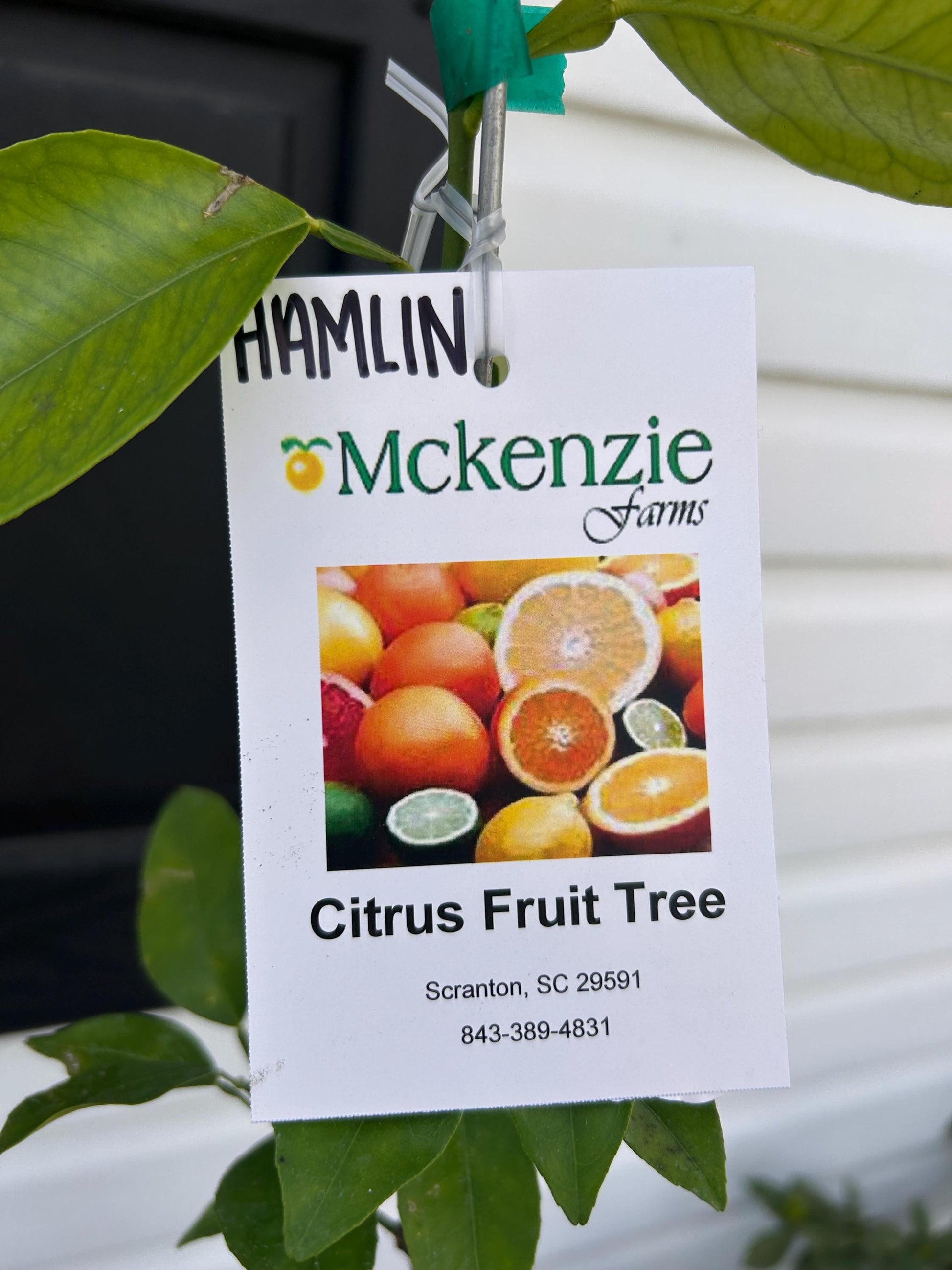 One Gallon Hamlin Orange