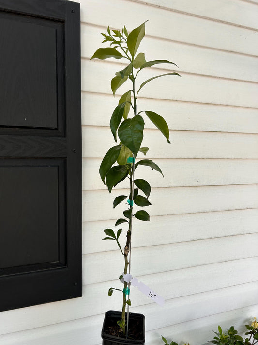 One Gallon Ten Degree Tangerine Tree