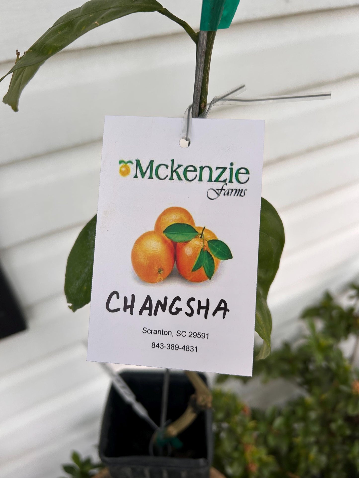 1 Gallon Changsha Mandarin Tree