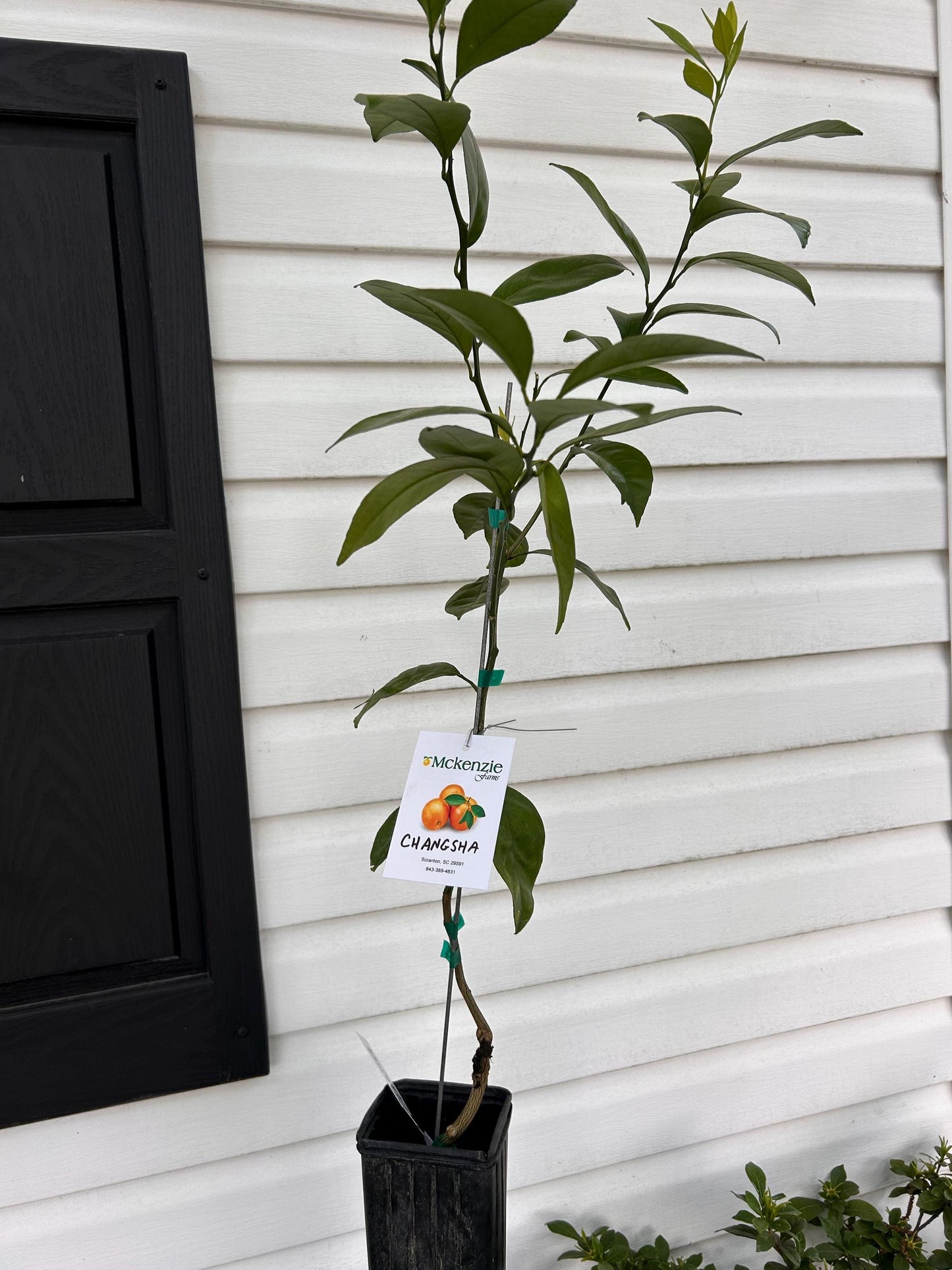 1 Gallon Changsha Mandarin Tree