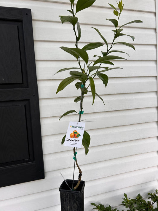 1 Gallon Changsha Mandarin Tree
