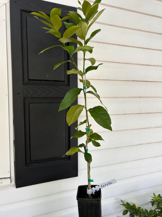 One Gallon Eureka Lemon Tree
