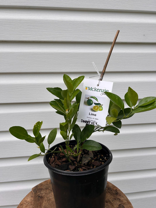 Dwarf Key Lime Tree