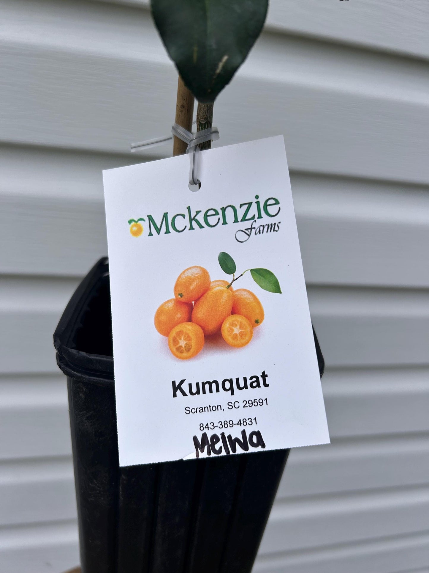 Meiwa Sweet Kumquat