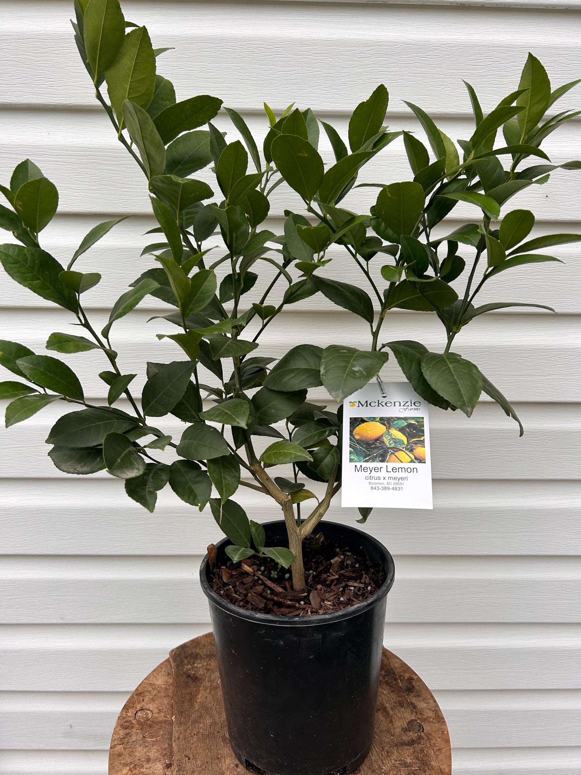 1 Gallon Meyer Lemon