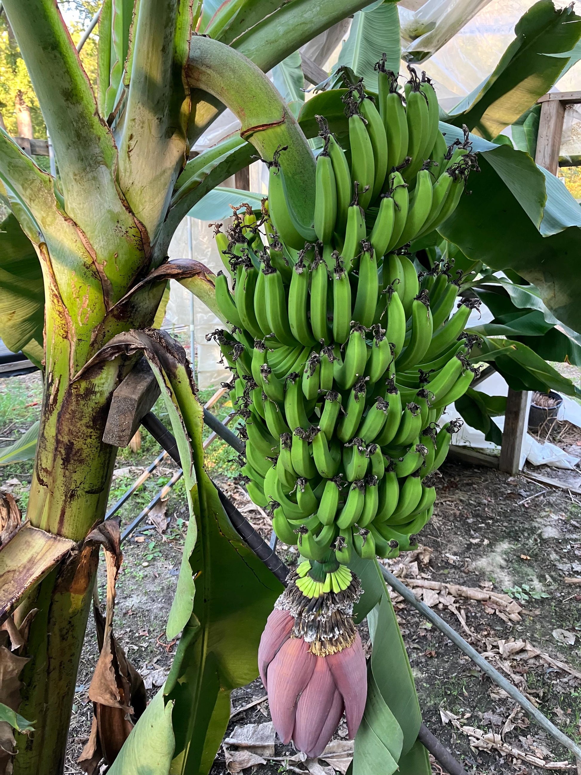 Dwarf Cavendish Banana