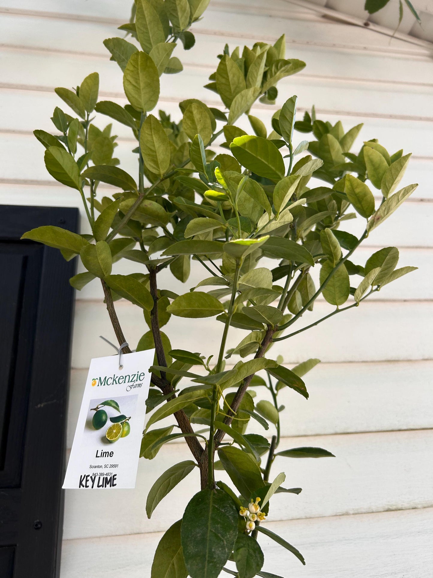 3 Gal. Key Lime