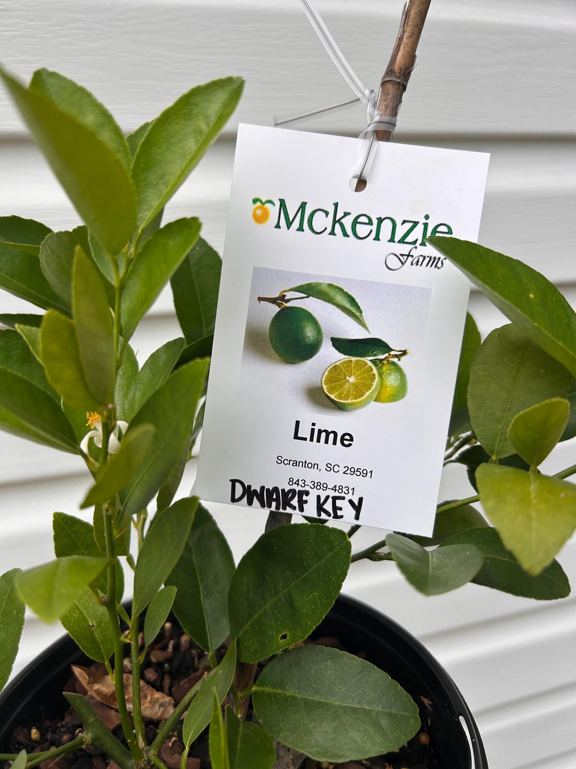 Dwarf Key Lime Tree