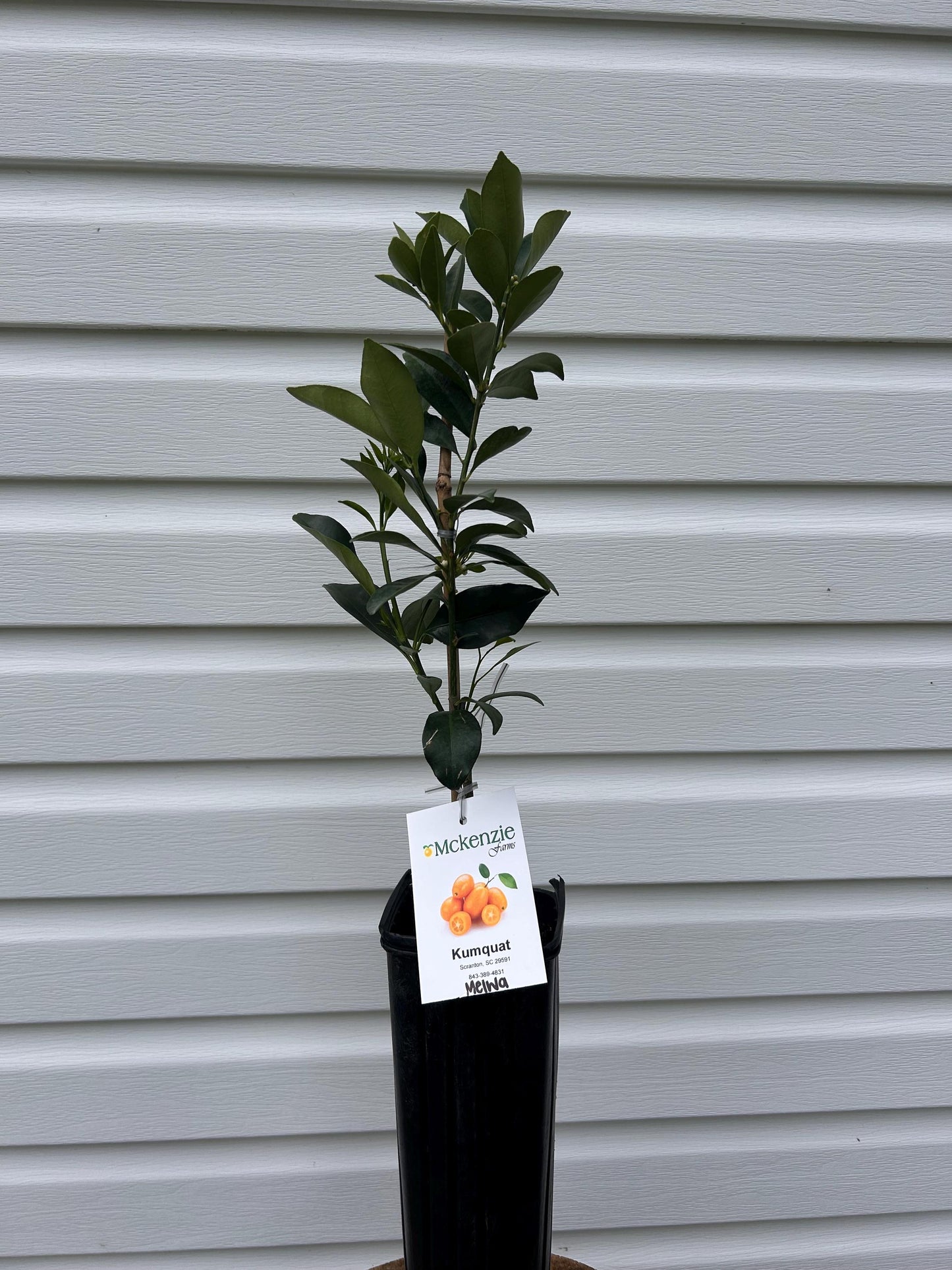 Meiwa Sweet Kumquat