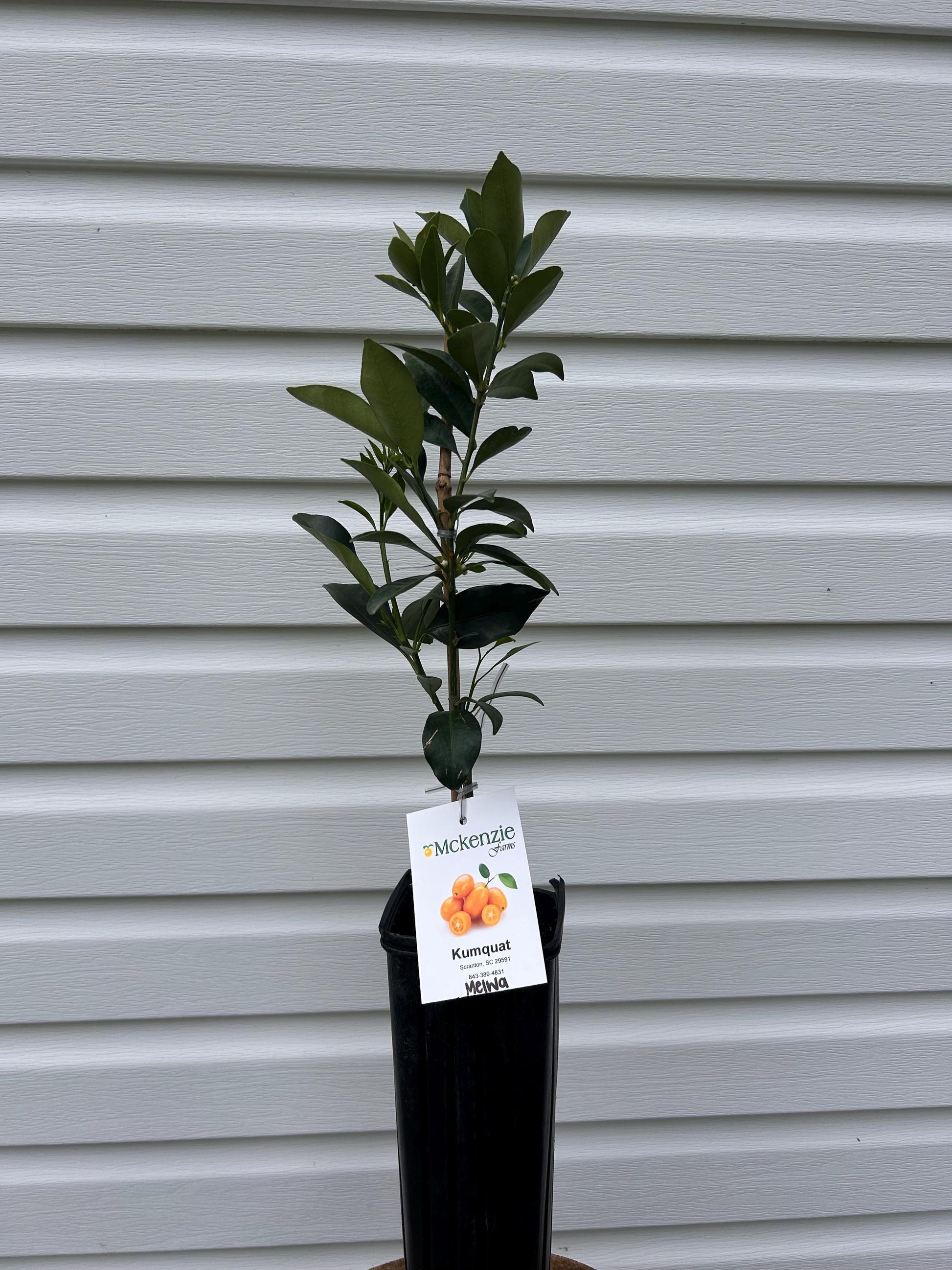 Meiwa Sweet Kumquat