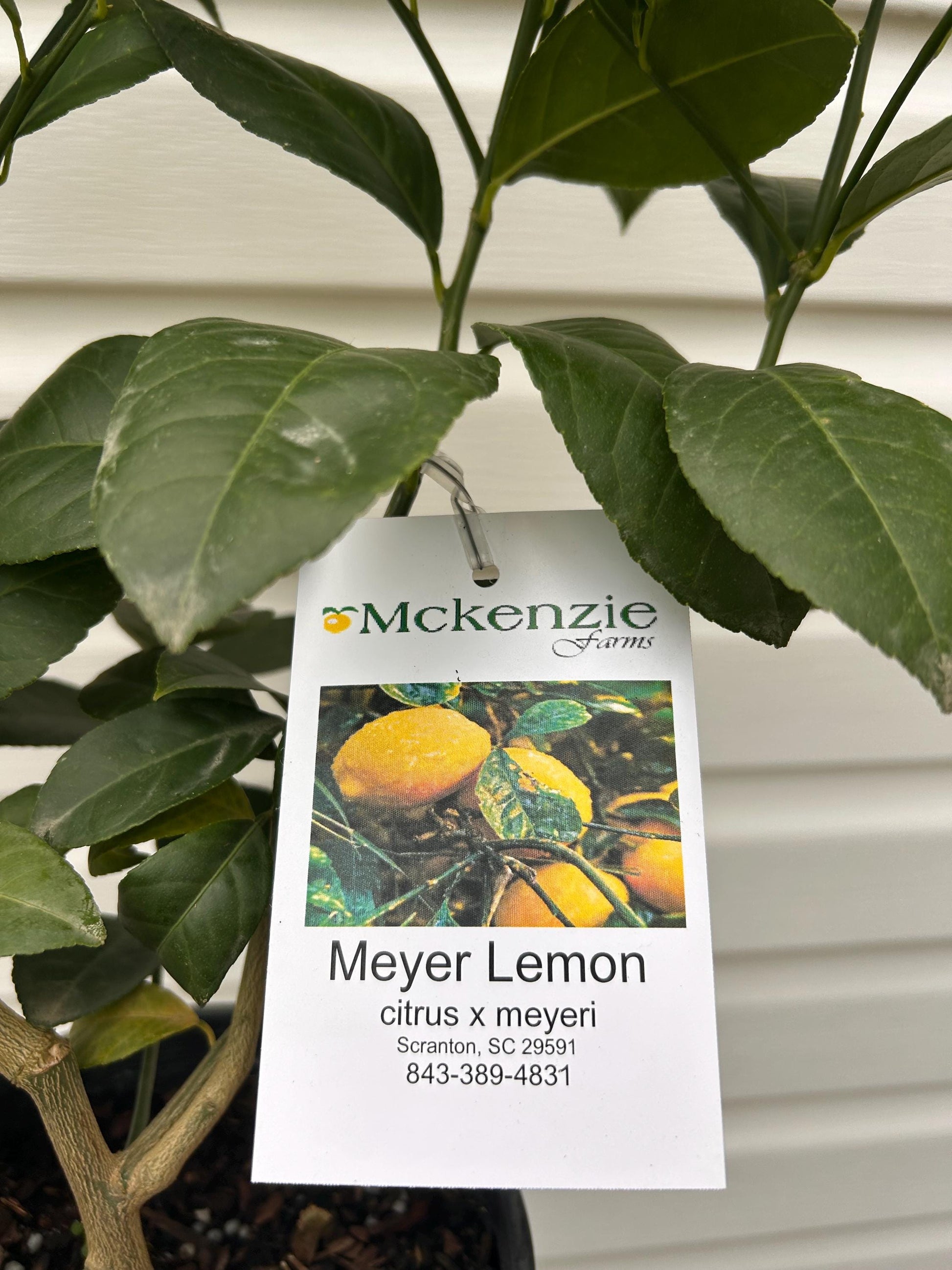 1 Gallon Meyer Lemon