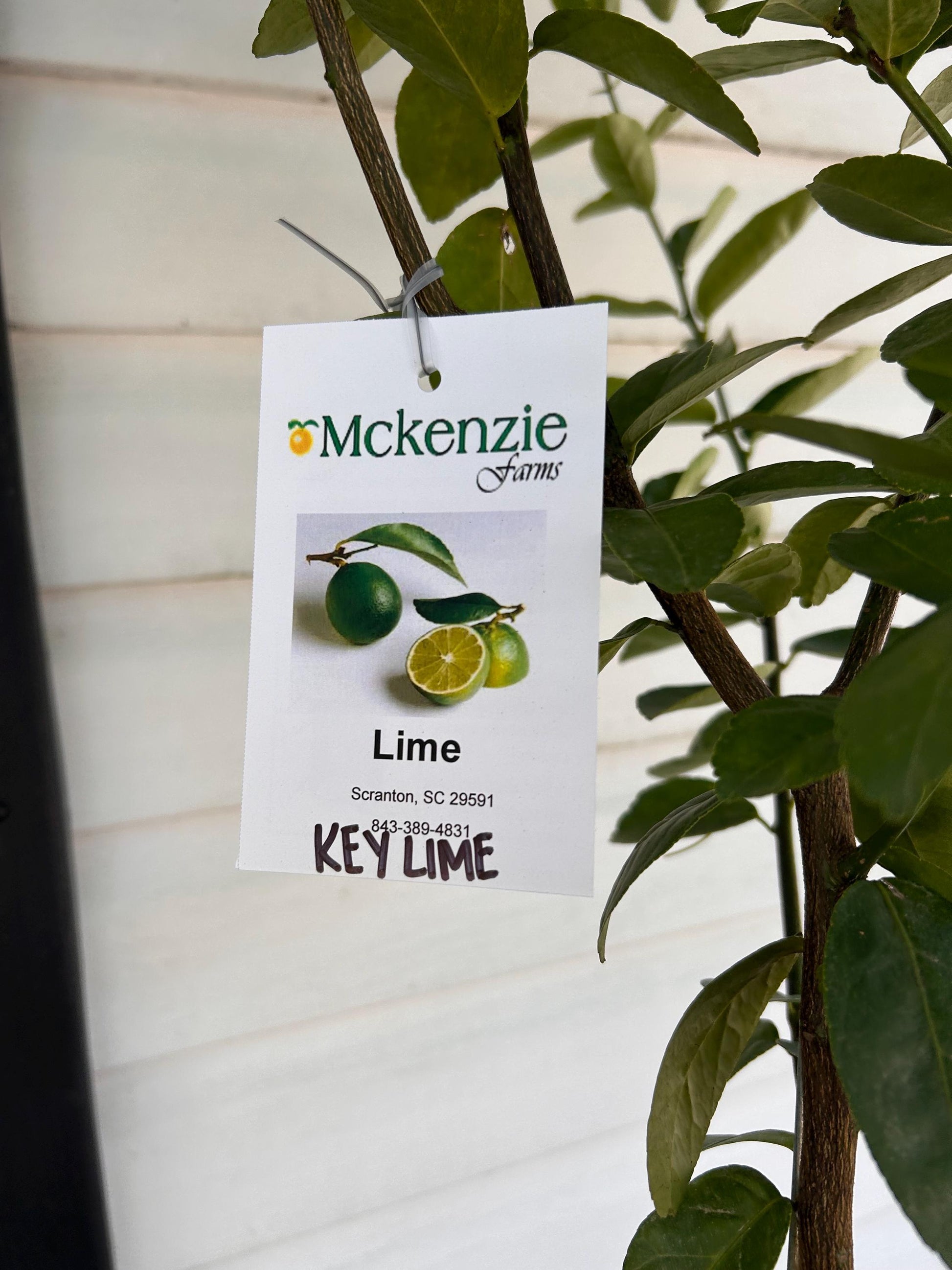 3 Gal. Key Lime