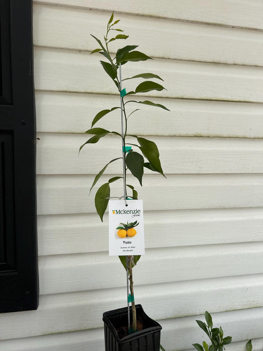 Yuzu Lemon Tree