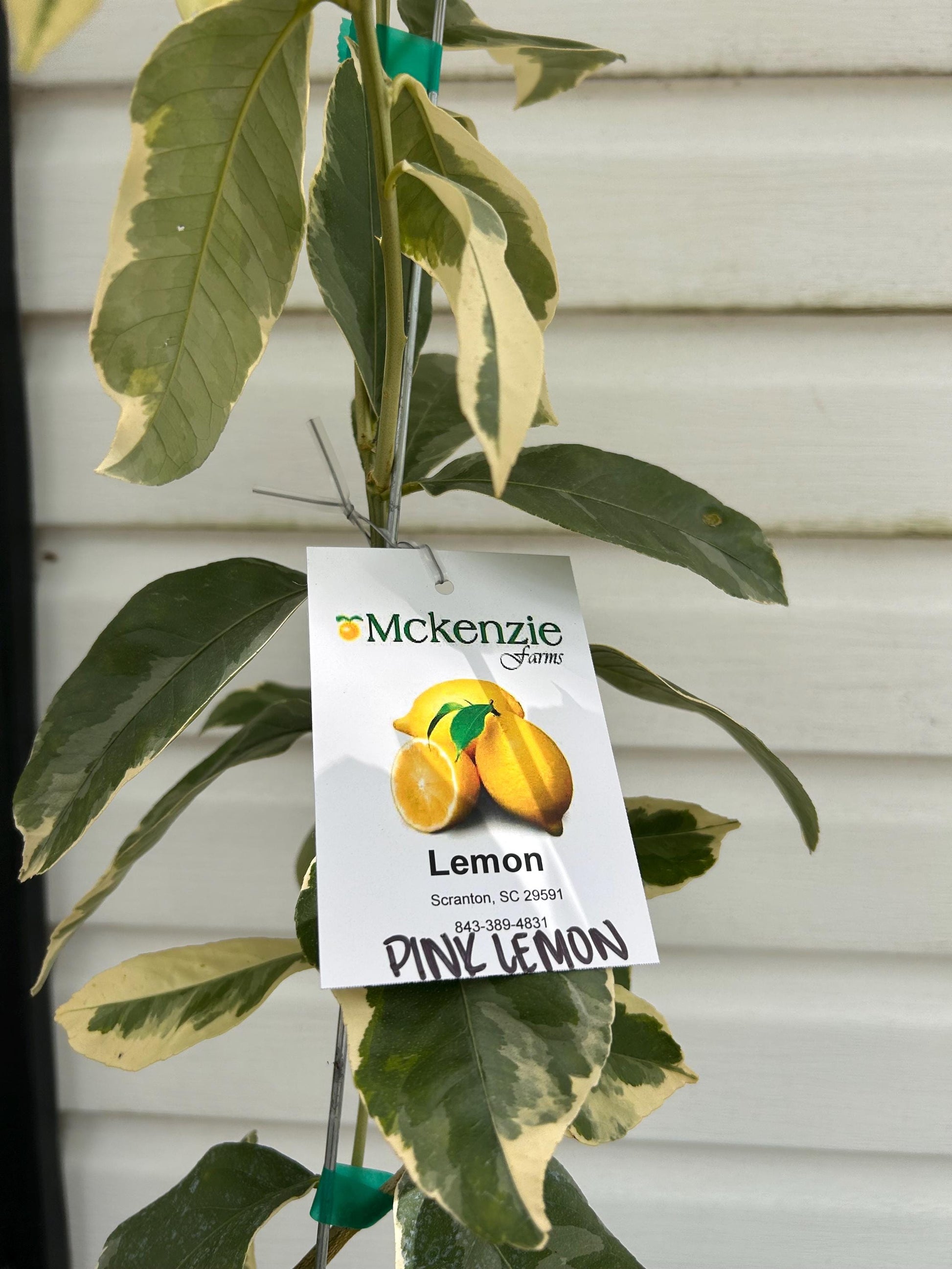 1 Gallon Variegated Pink Lemon Tree