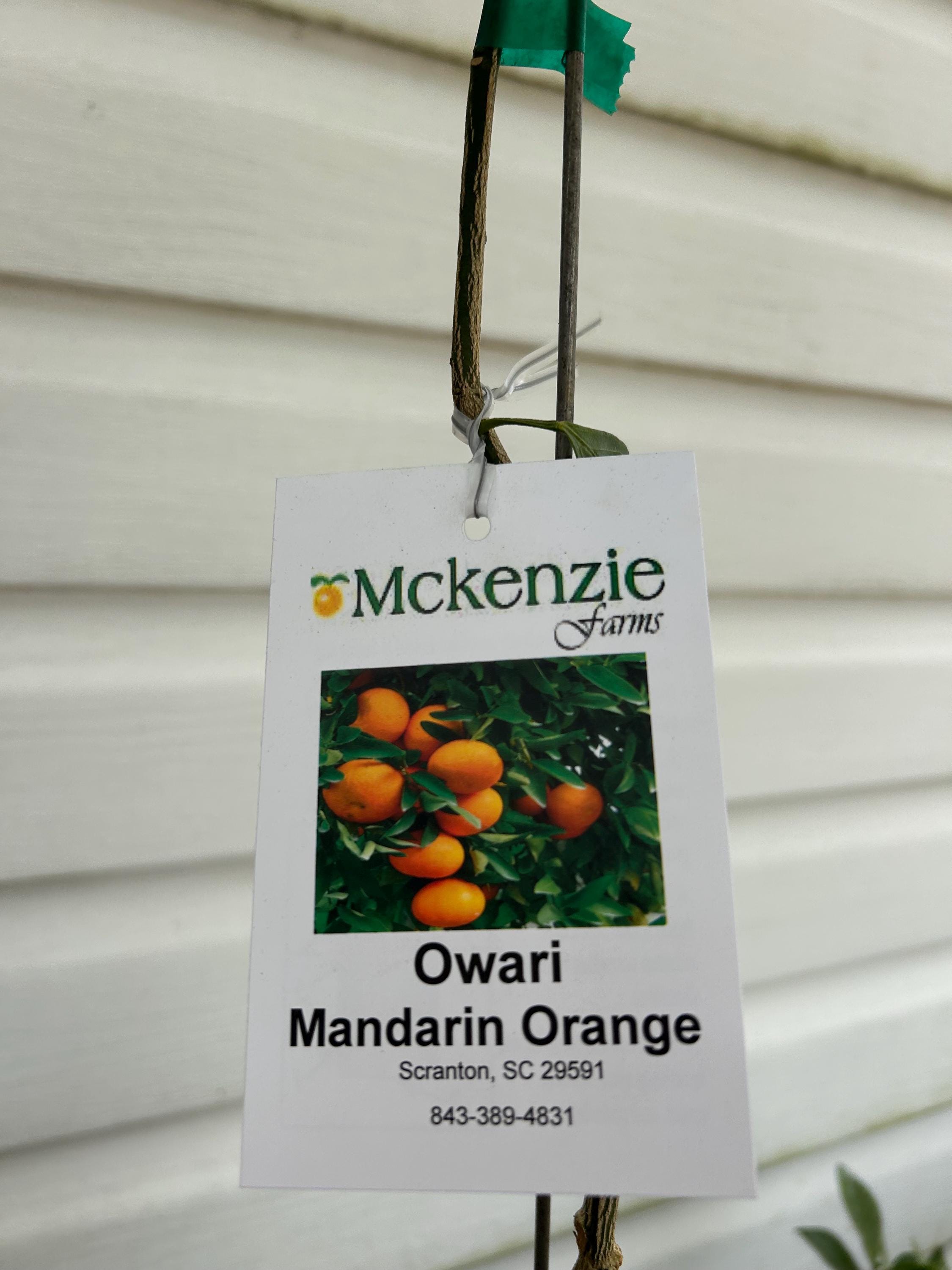 1 Gallon Owari Satsuma Mandarin Orange – McKenzie Farms & Nursery