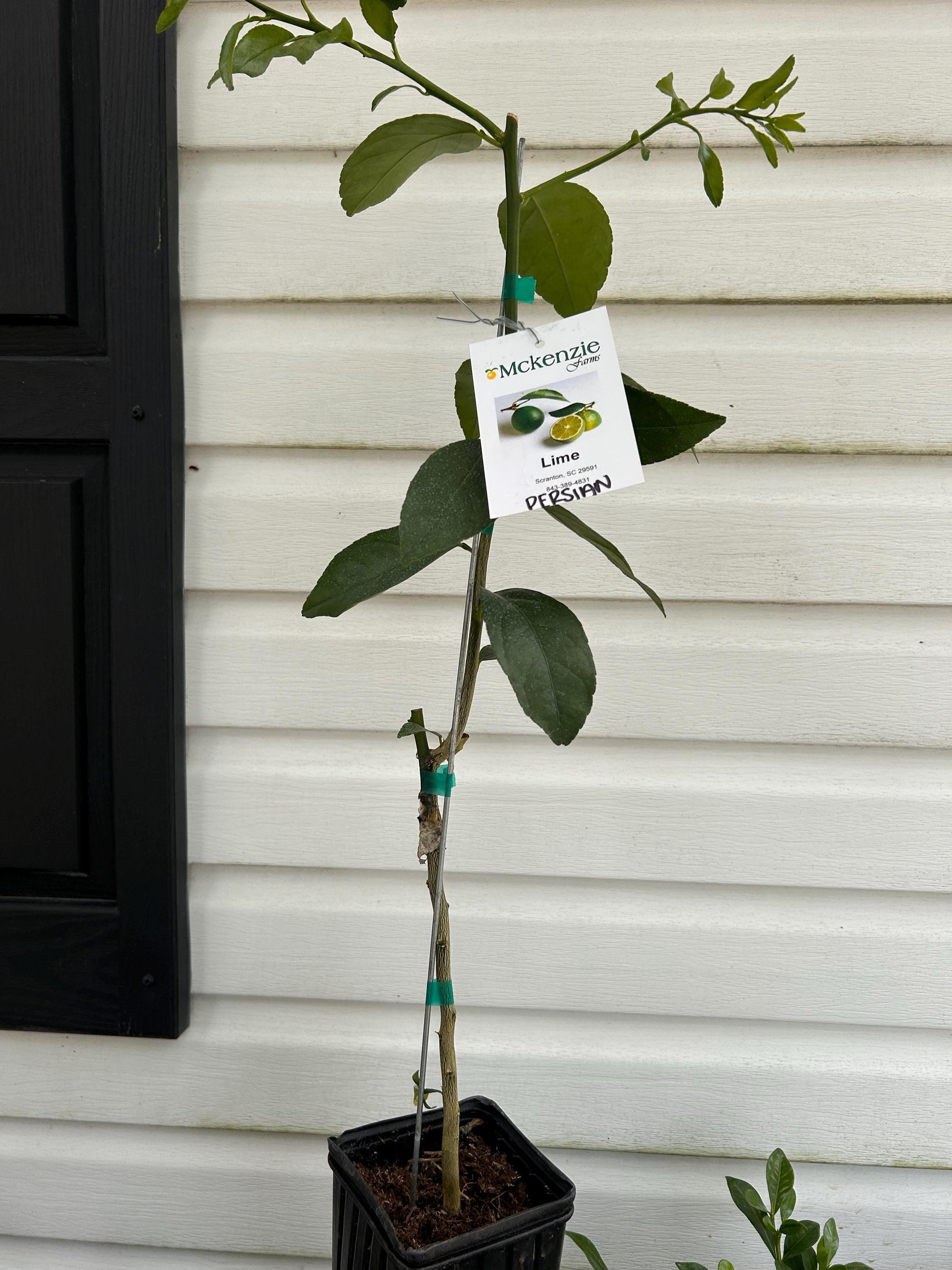 One gallon Persian Lime Tree