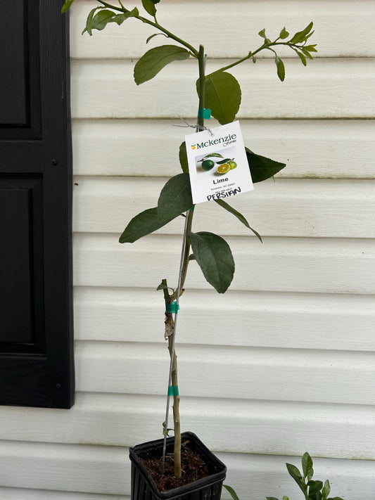 One gallon Persian Lime Tree