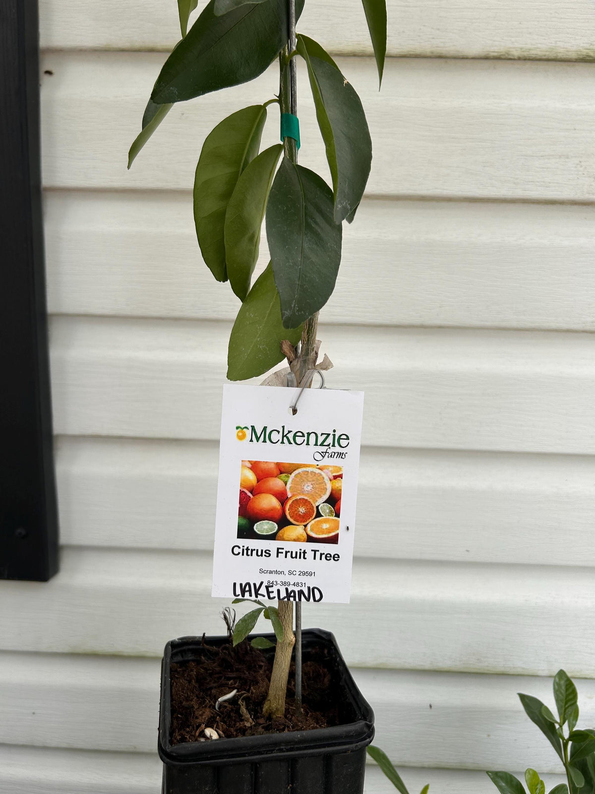 Lakeland Limequat Tree: Easy-Grow Citrus Hybrid