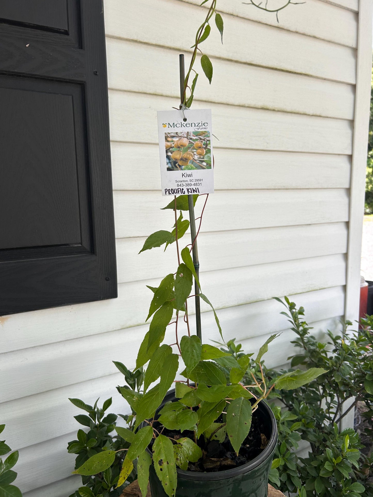 Cold Hardy (Prolific) Kiwi Vine