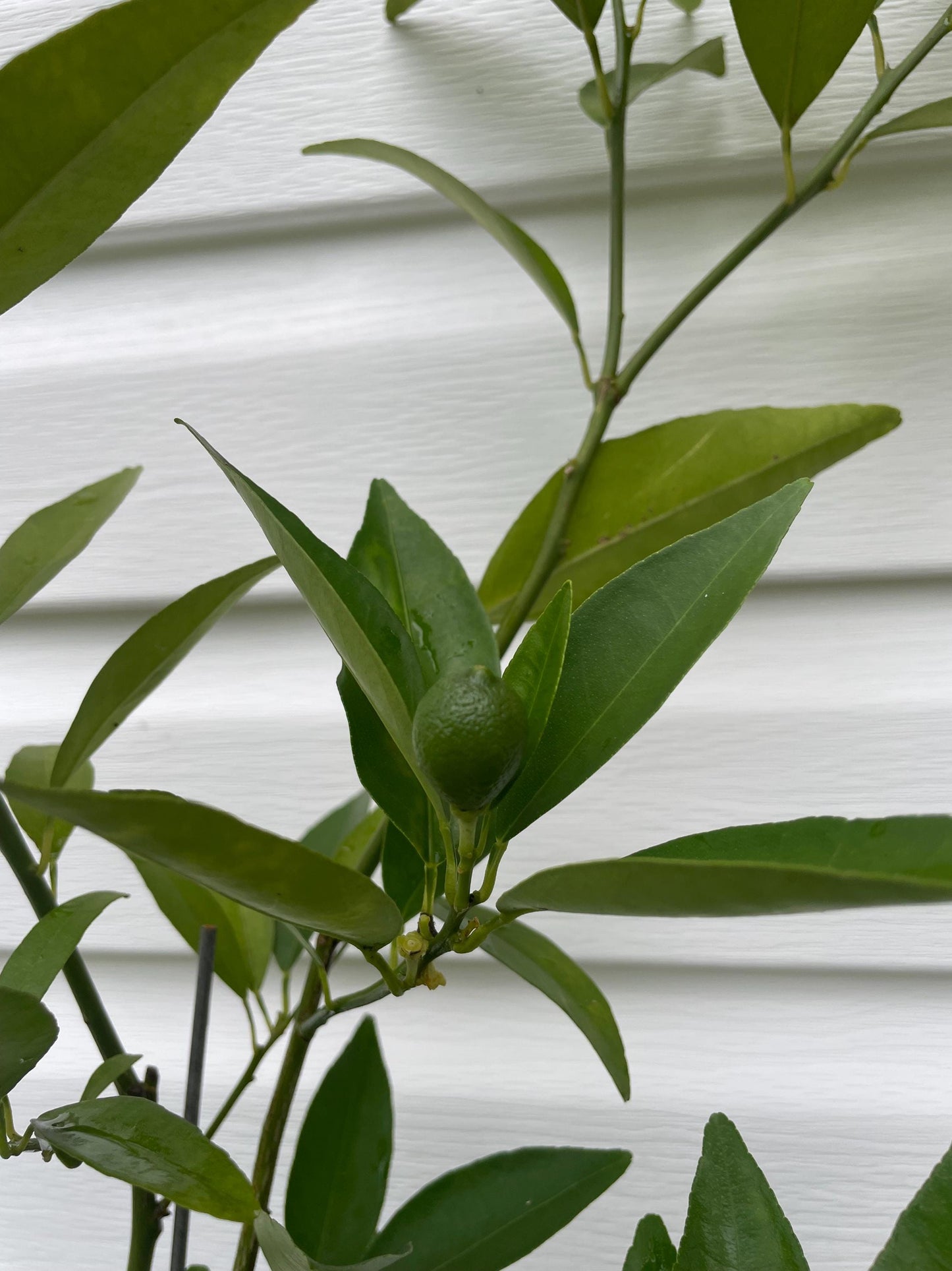 1 Gallon Excalibur Red lime