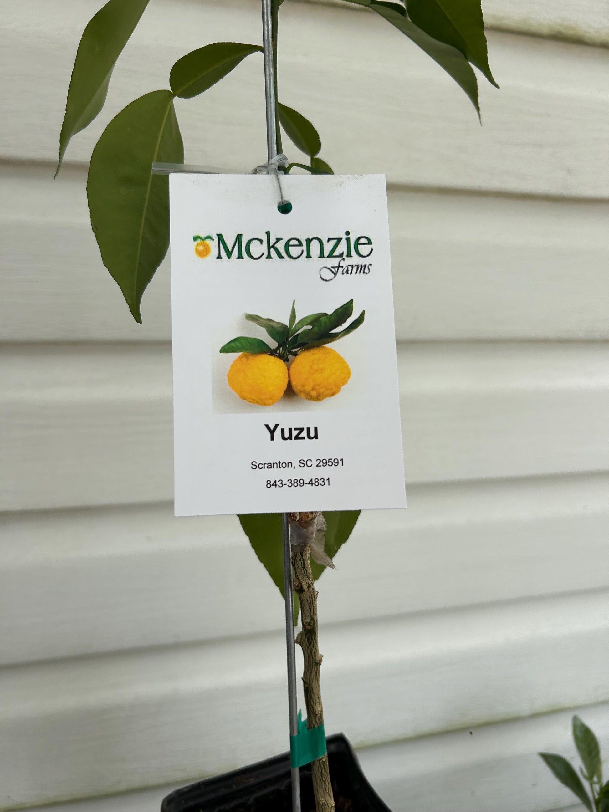 Yuzu Lemon Tree