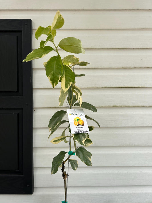 1 Gallon Variegated Pink Lemon Tree