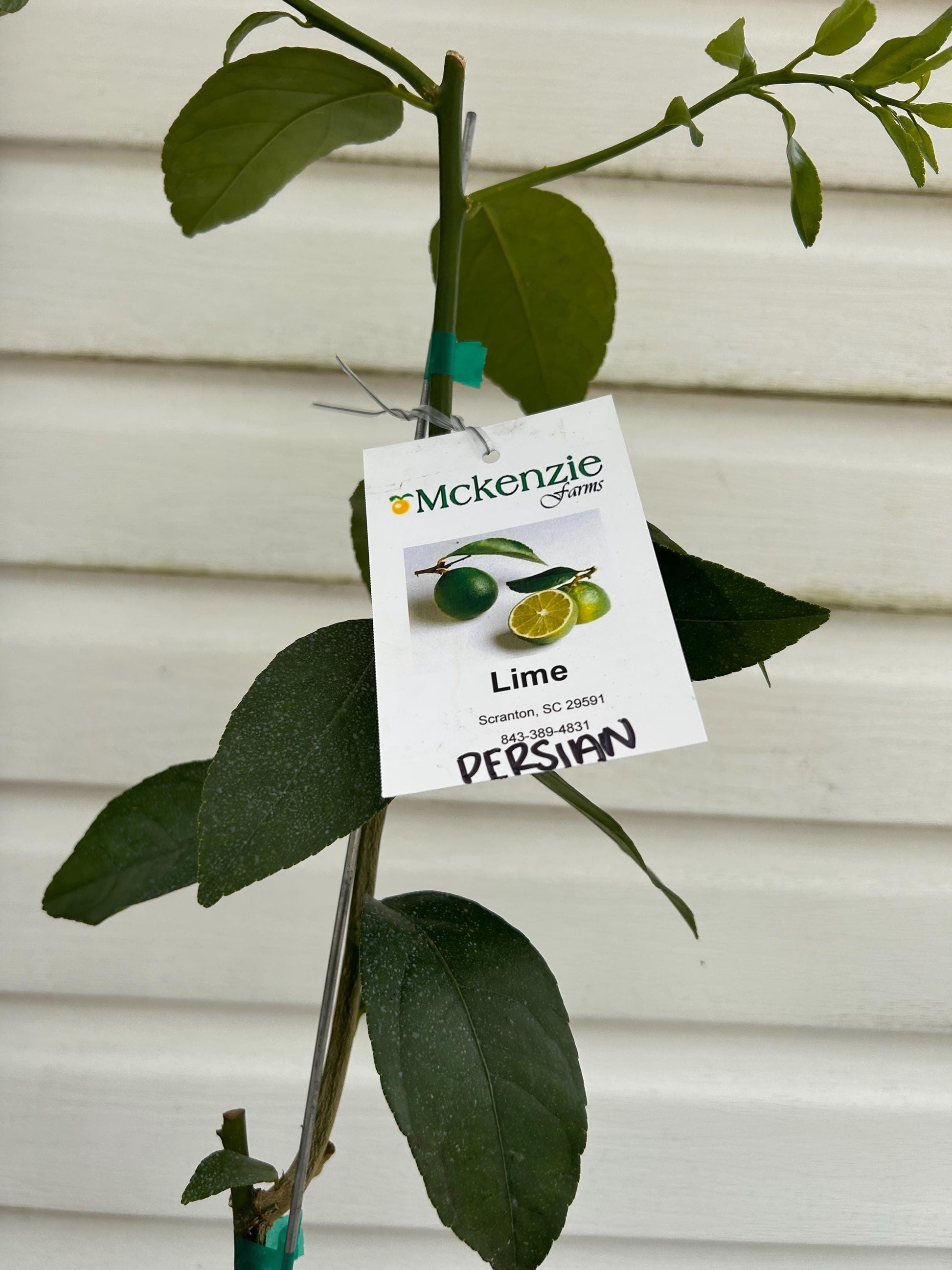 One gallon Persian Lime Tree