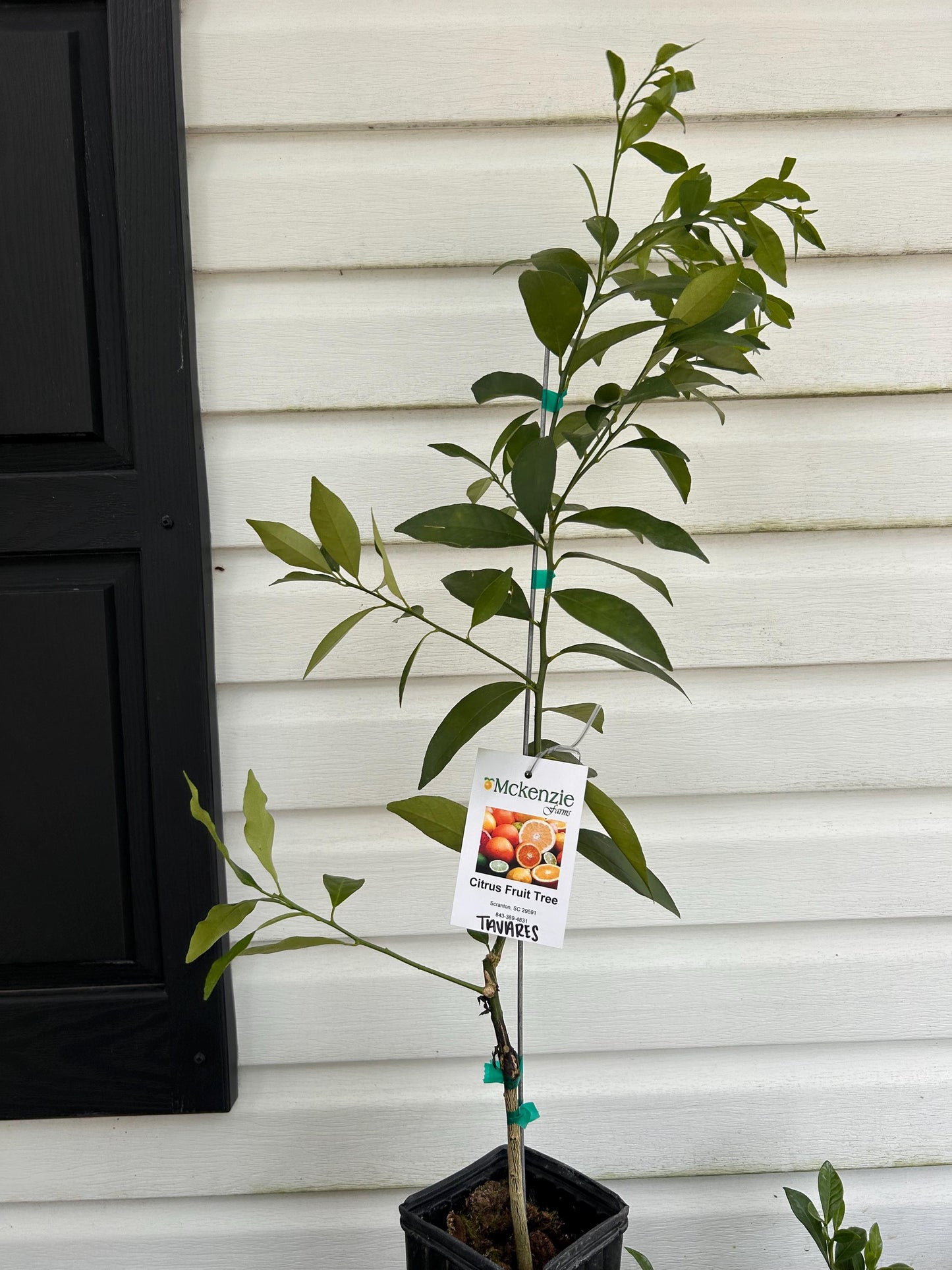 Tavares Limequat