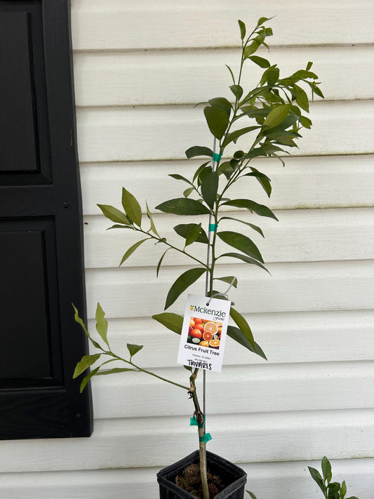 Tavares Limequat