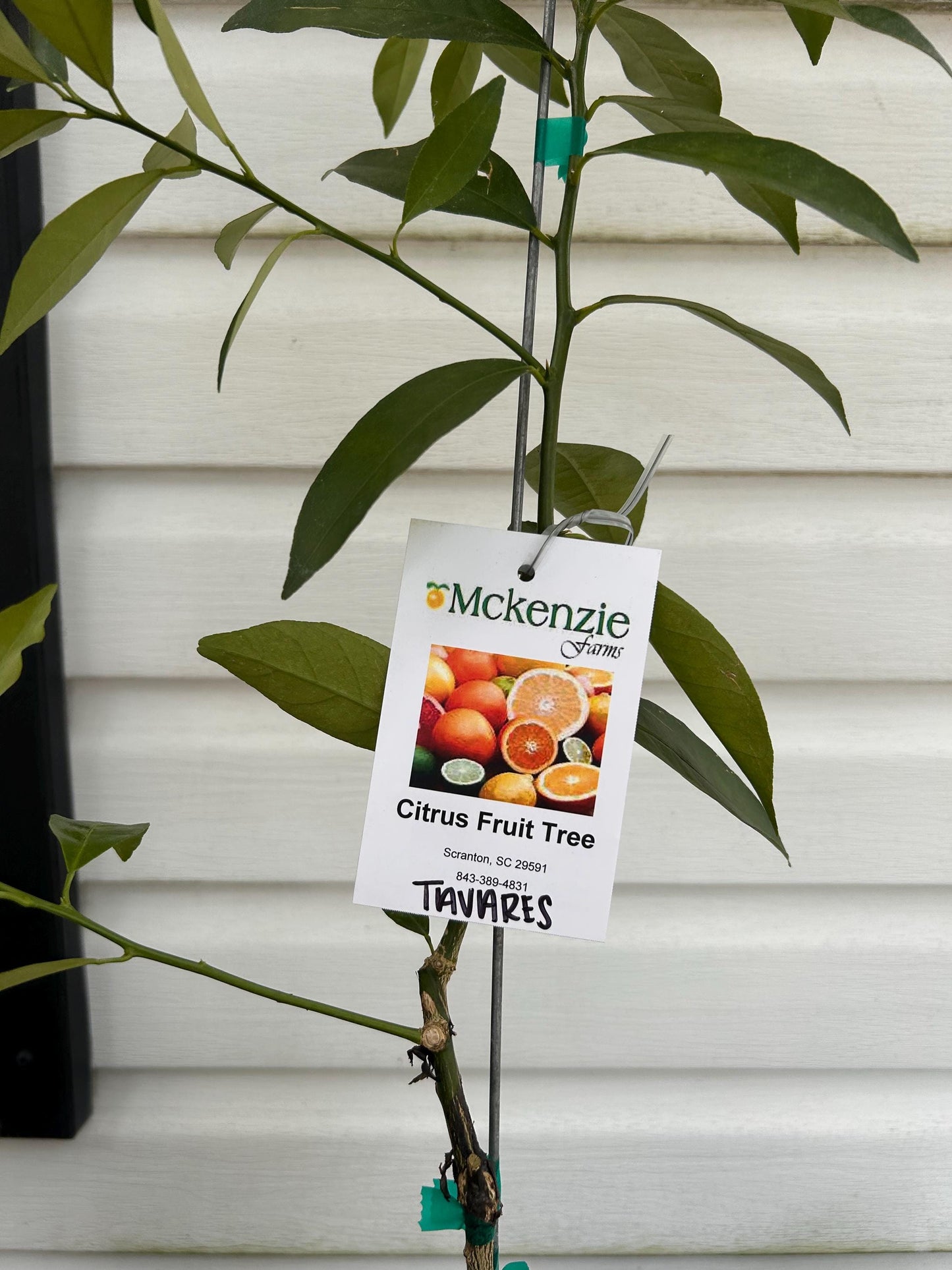 Tavares Limequat