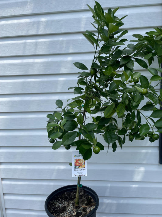 3 Gal. Grafted Calamondin Tree