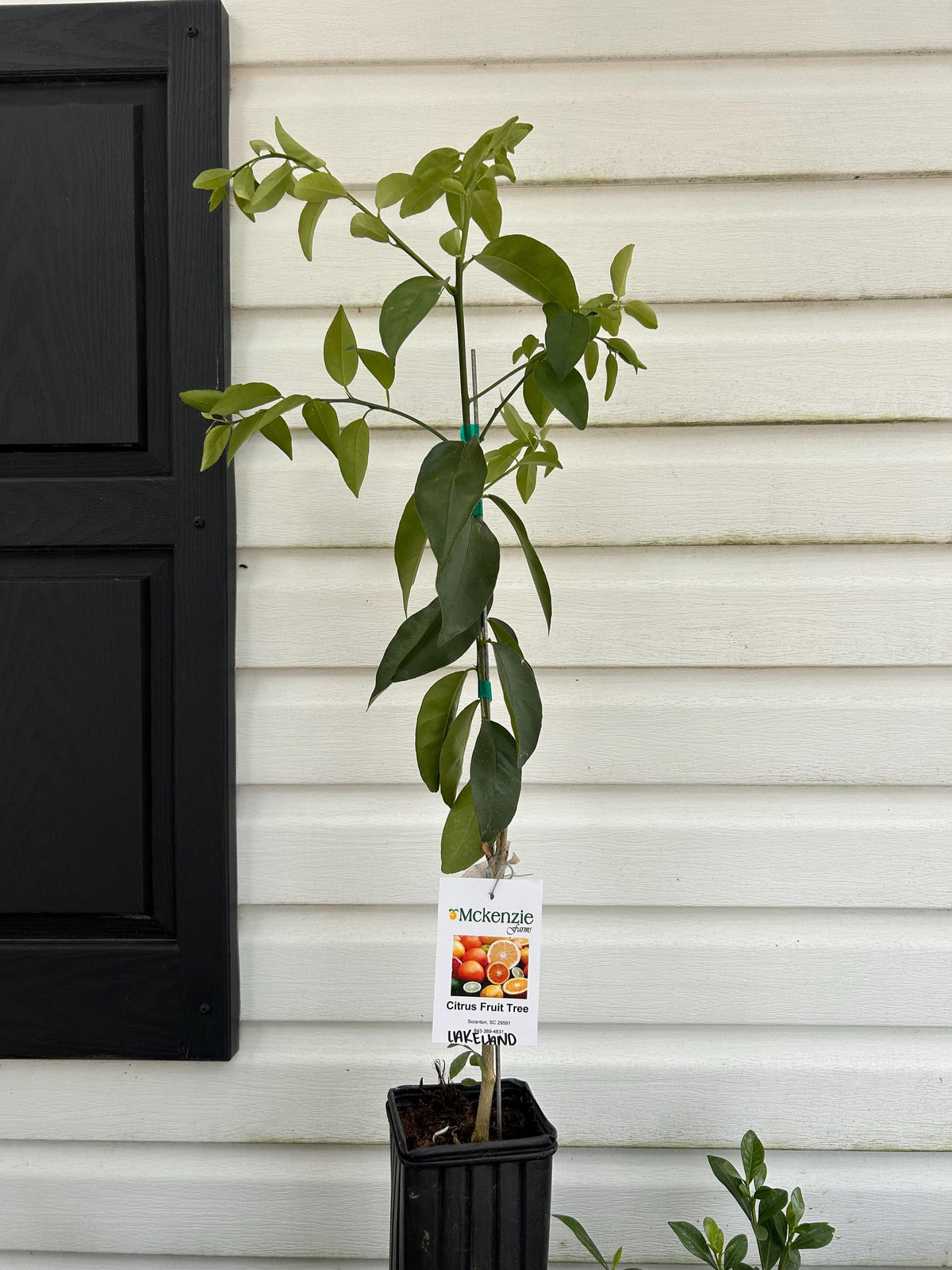 Lakeland Limequat Tree: Easy-Grow Citrus Hybrid