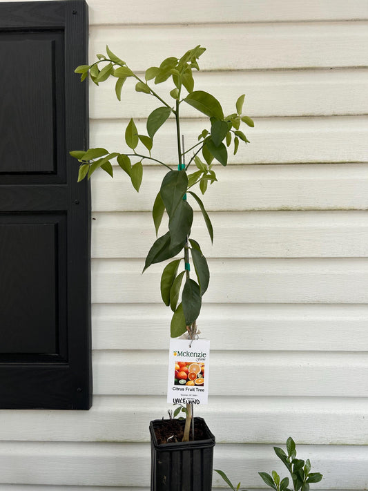 Lakeland Limequat Tree: Easy-Grow Citrus Hybrid