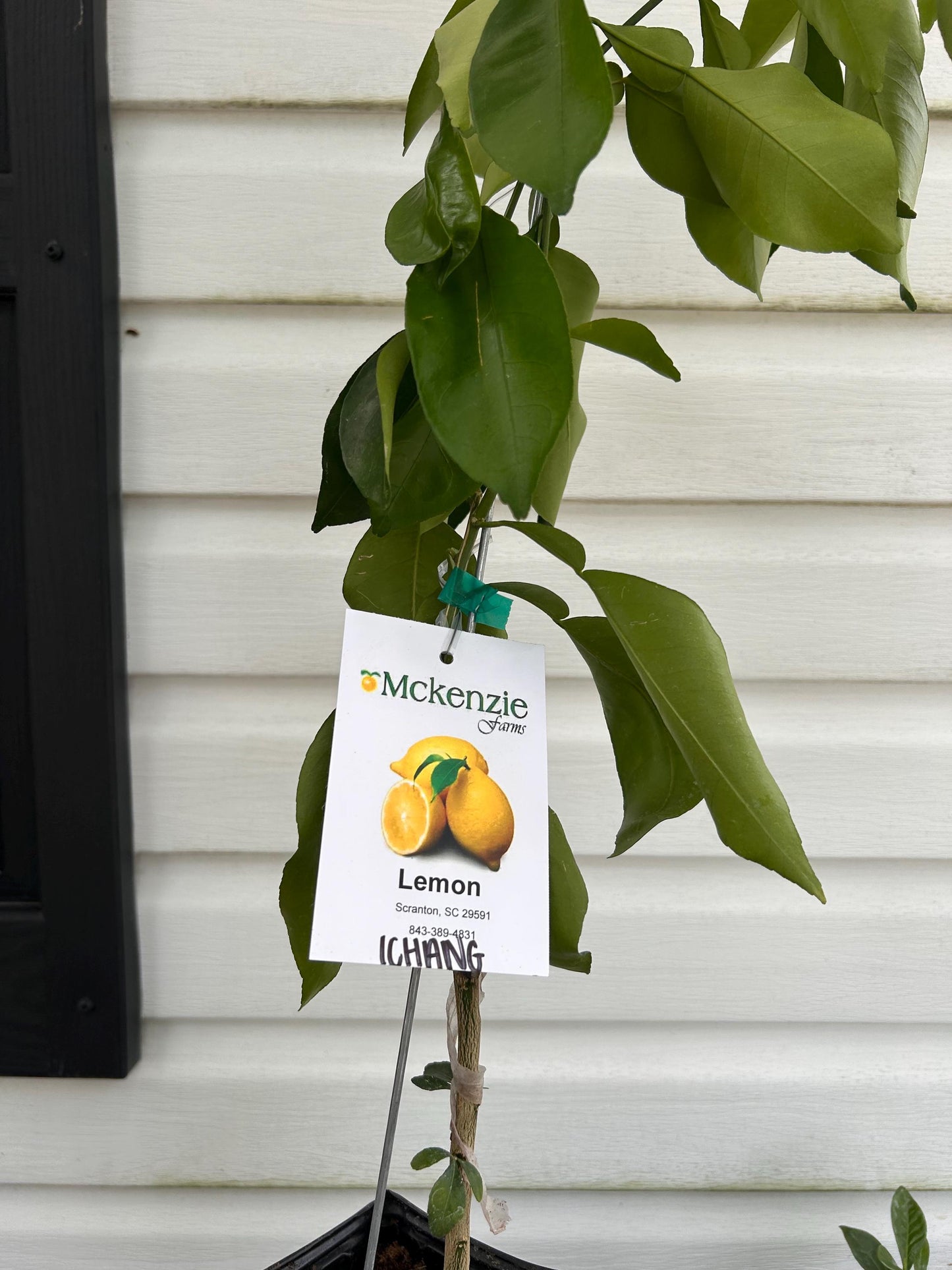 Ichang Lemon