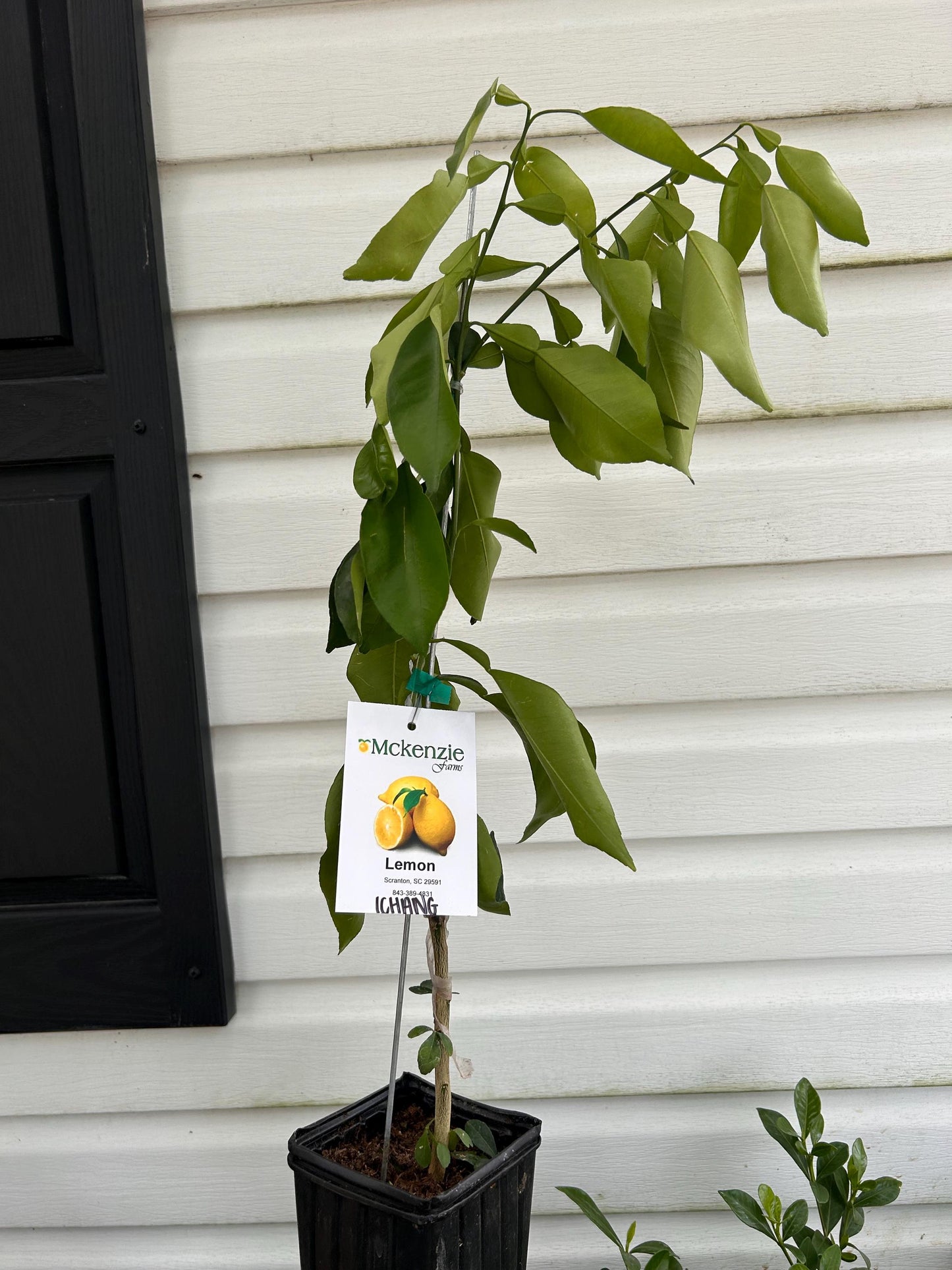 Ichang Lemon