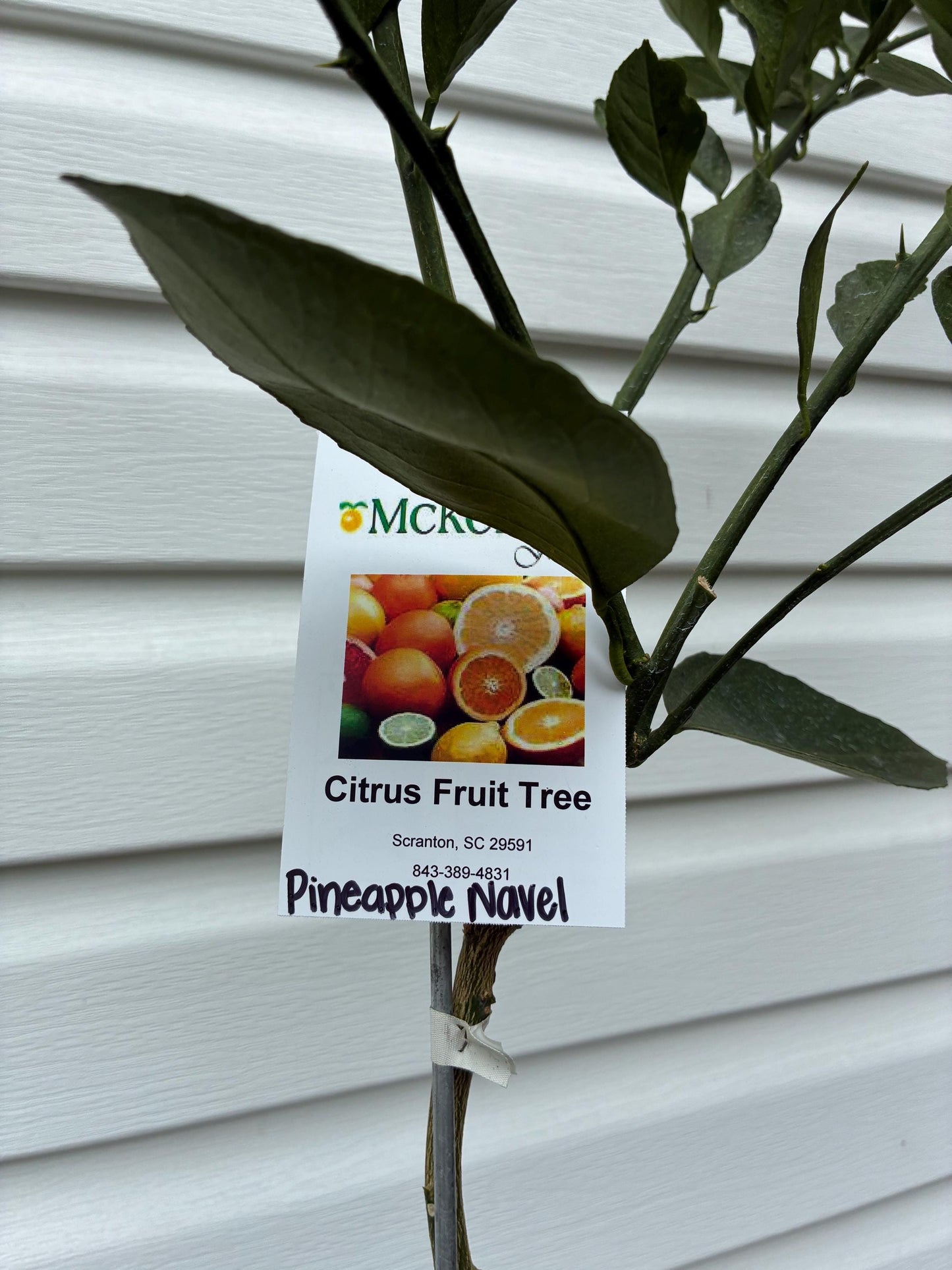 3 Gal. Pineapple Navel Orange Tree