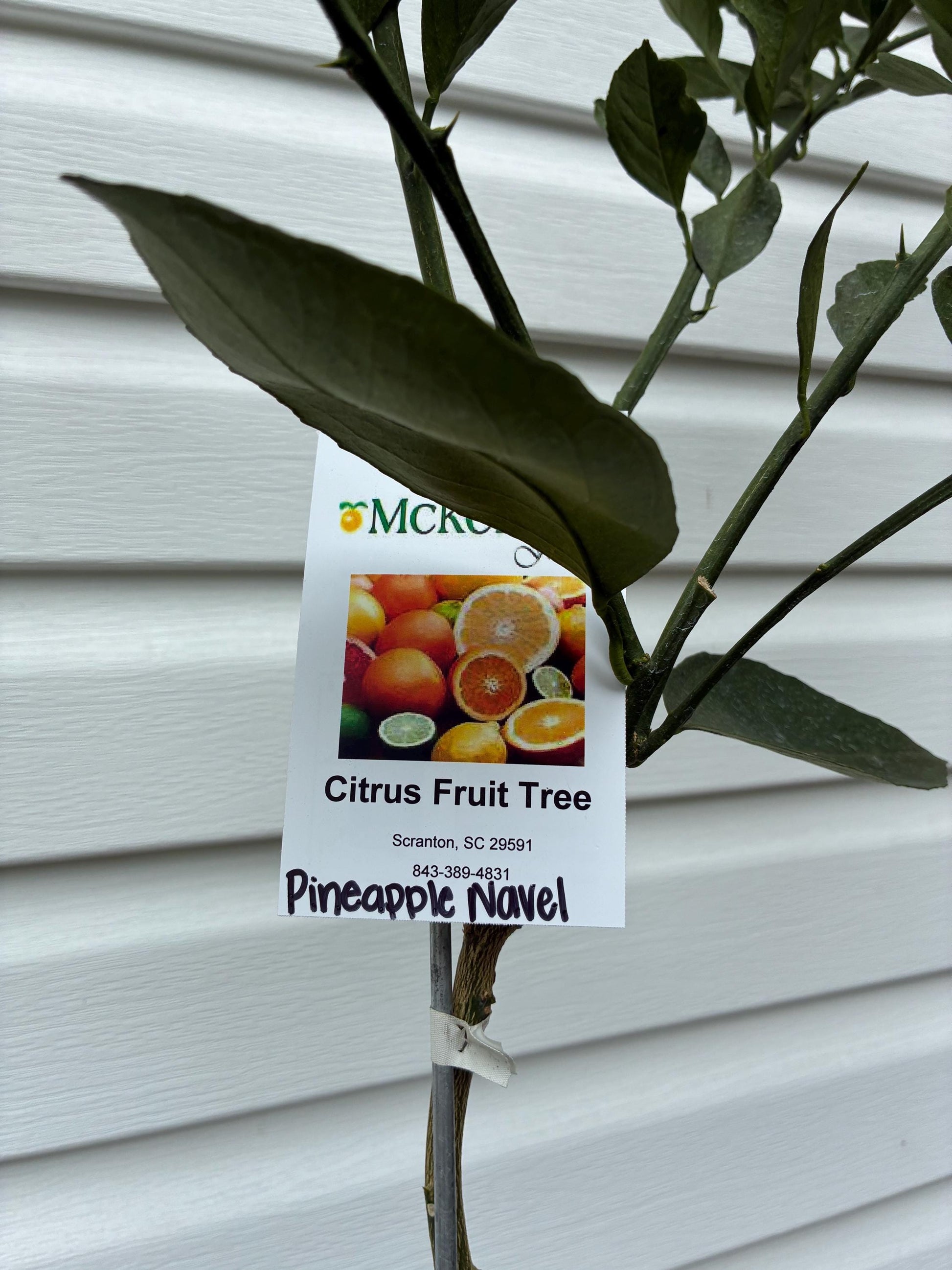 3 Gal. Pineapple Navel Orange Tree