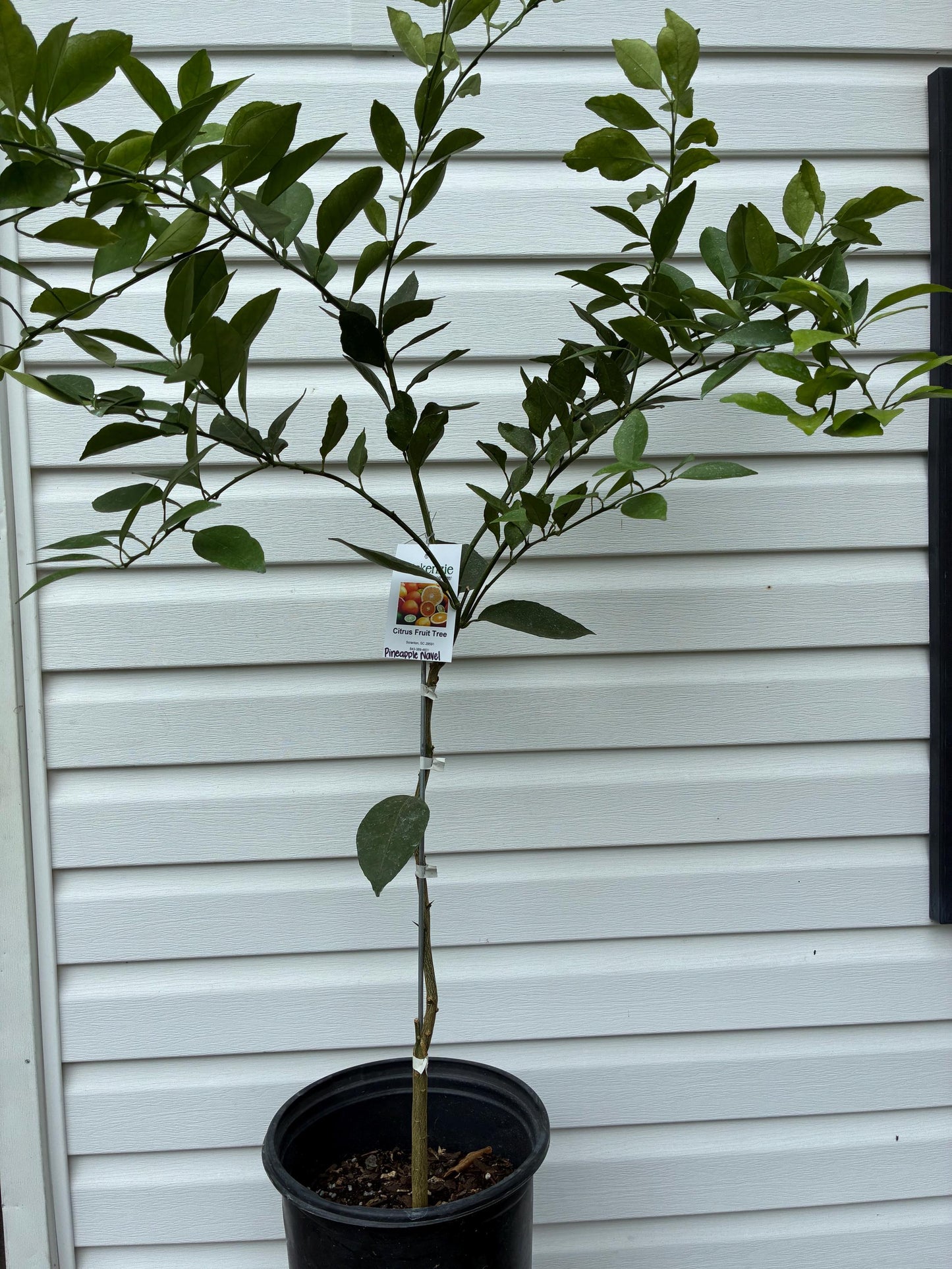 3 Gal. Pineapple Navel Orange Tree