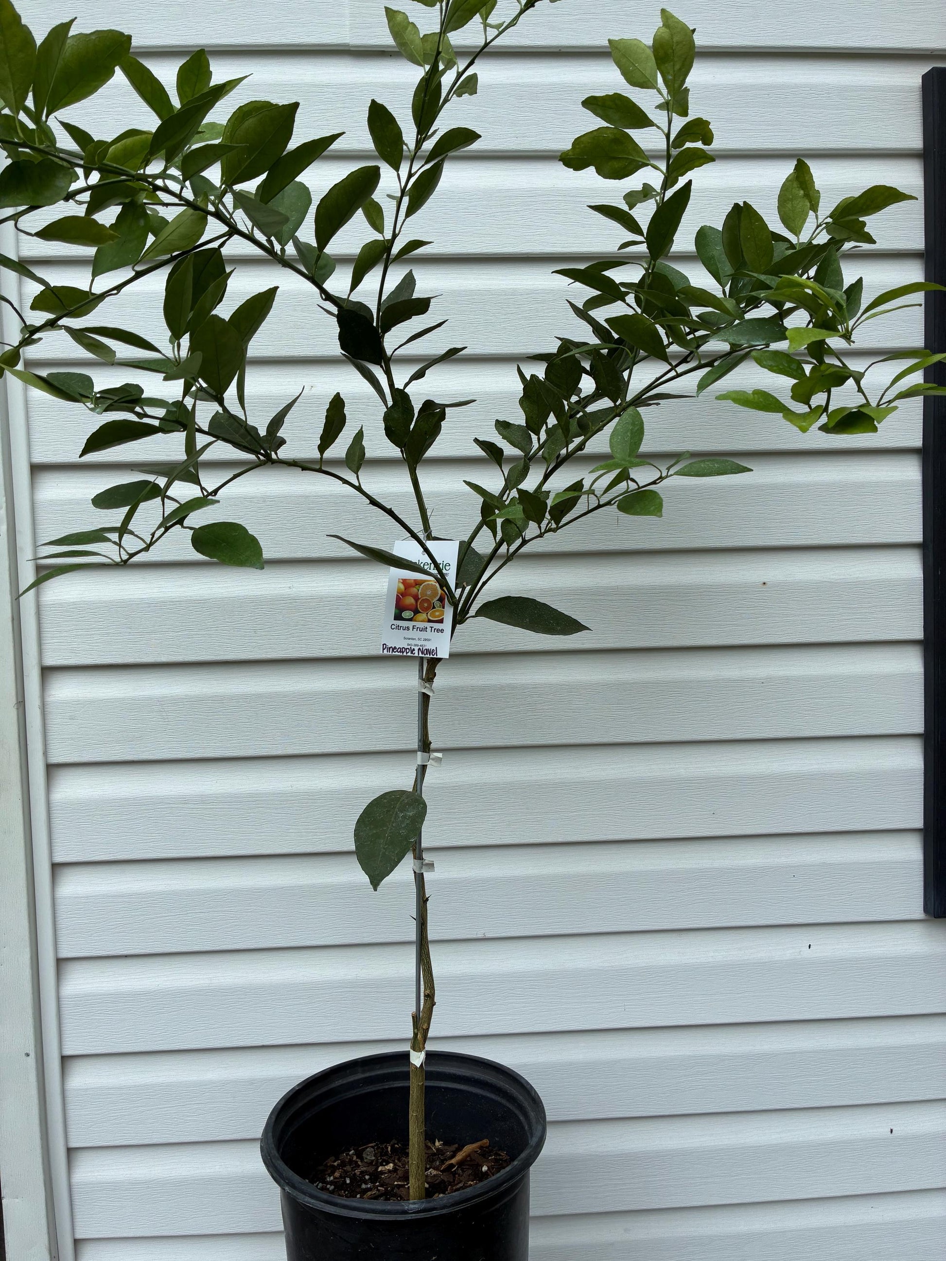 3 Gal. Pineapple Navel Orange Tree