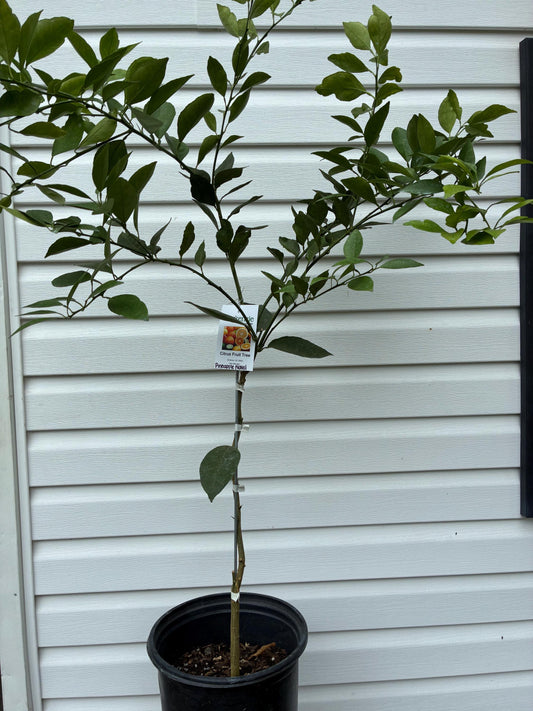 3 Gal. Pineapple Navel Orange Tree