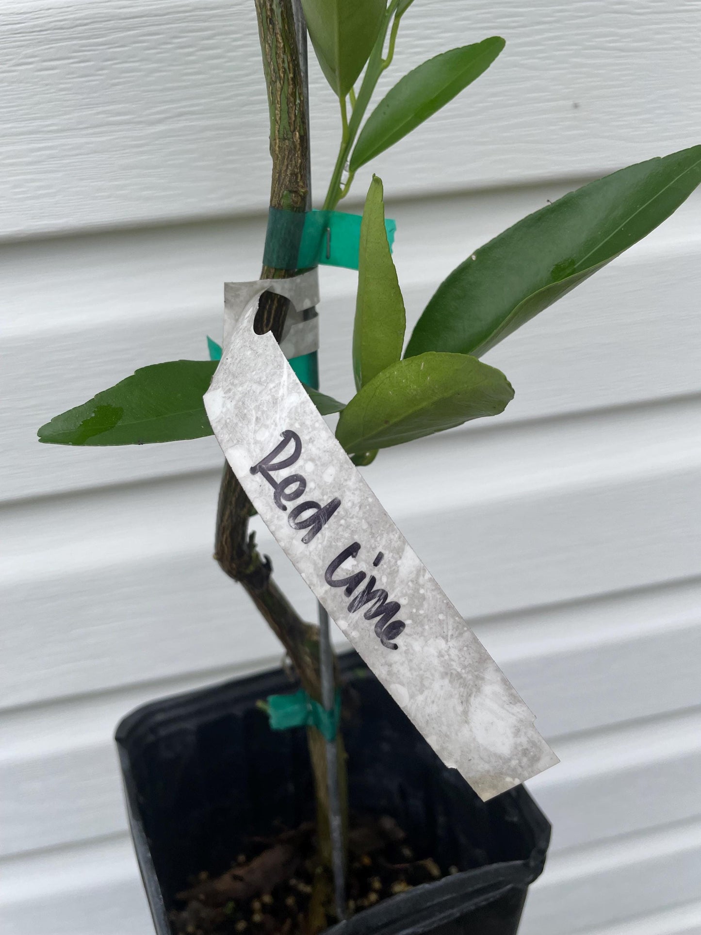 1 Gallon Excalibur Red lime
