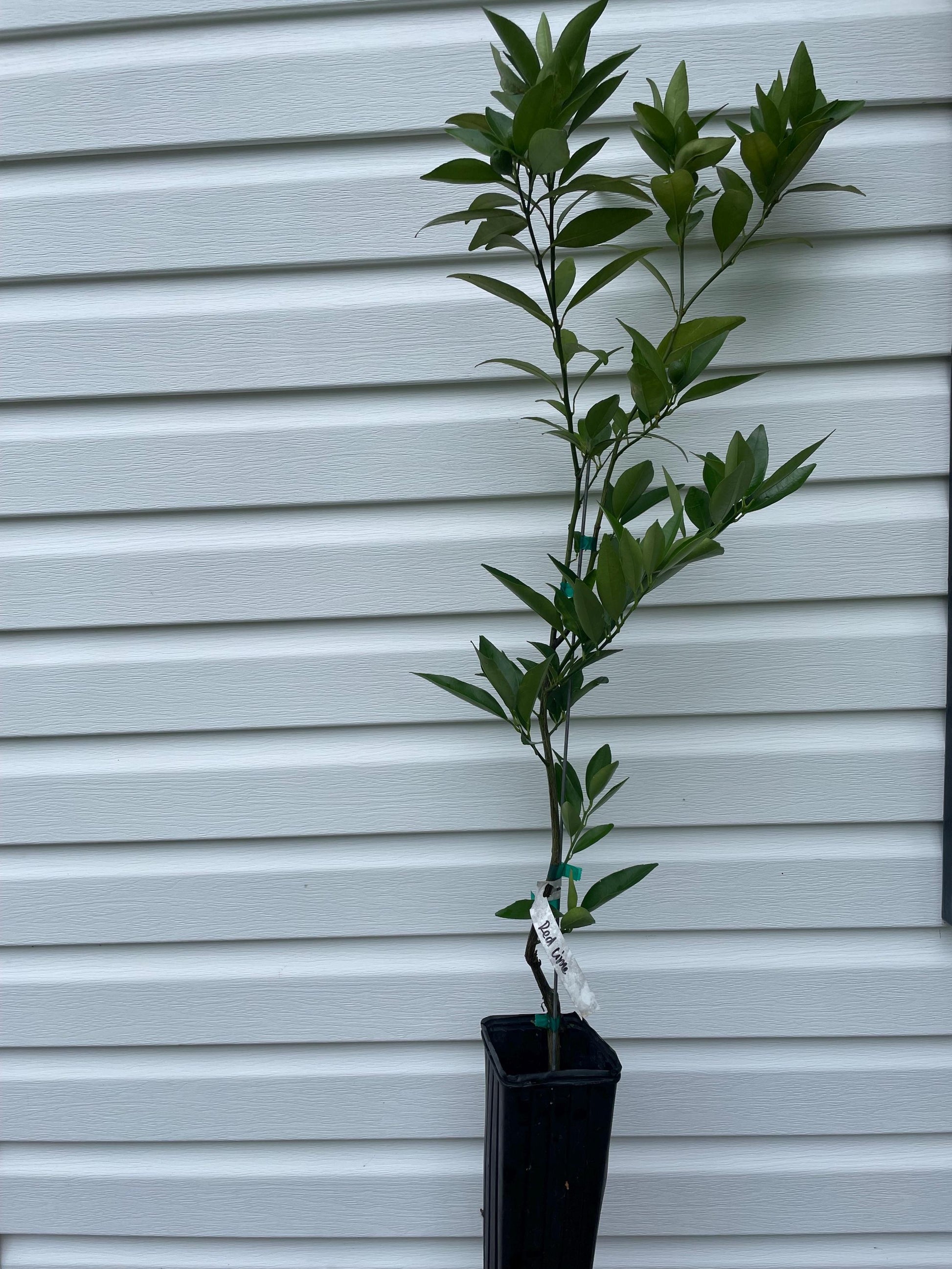 1 Gallon Excalibur Red lime