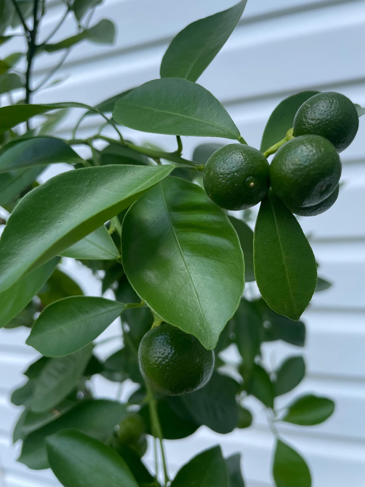 3 Gal. Grafted Calamondin Tree