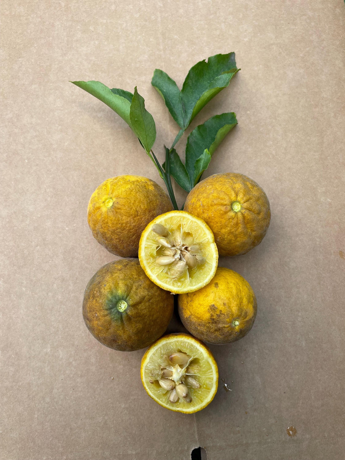 Bitter Lemon Fruits