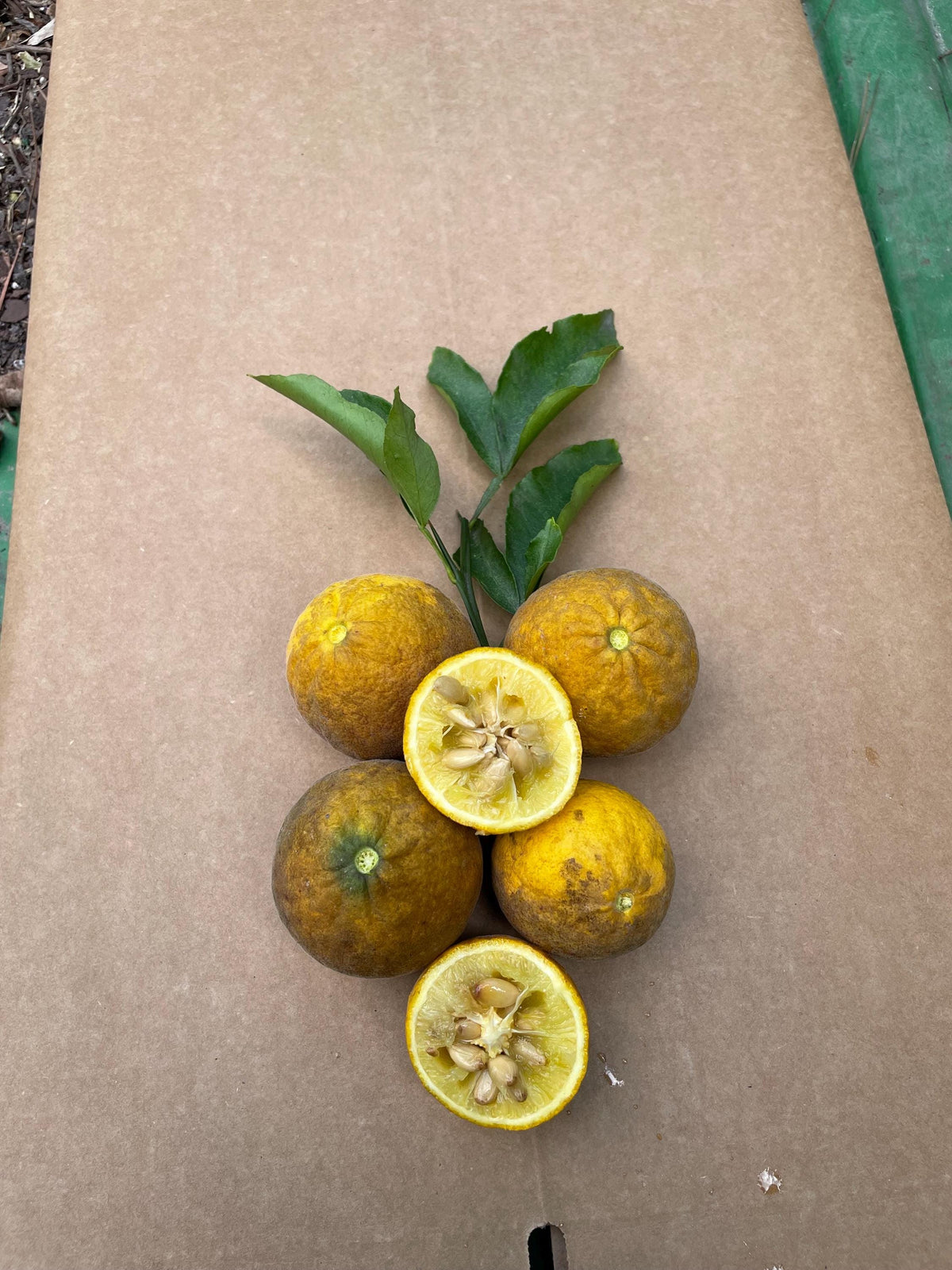 Bitter Lemon Fruits