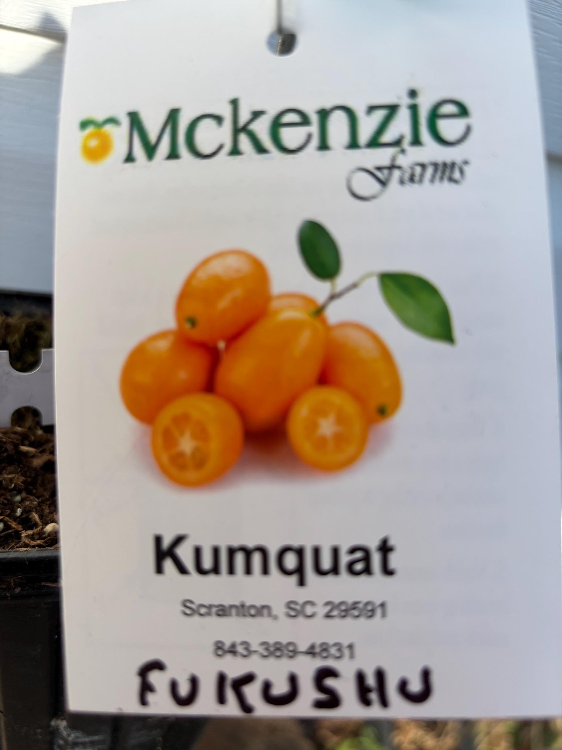 1 Gallon Fukushu kumquat